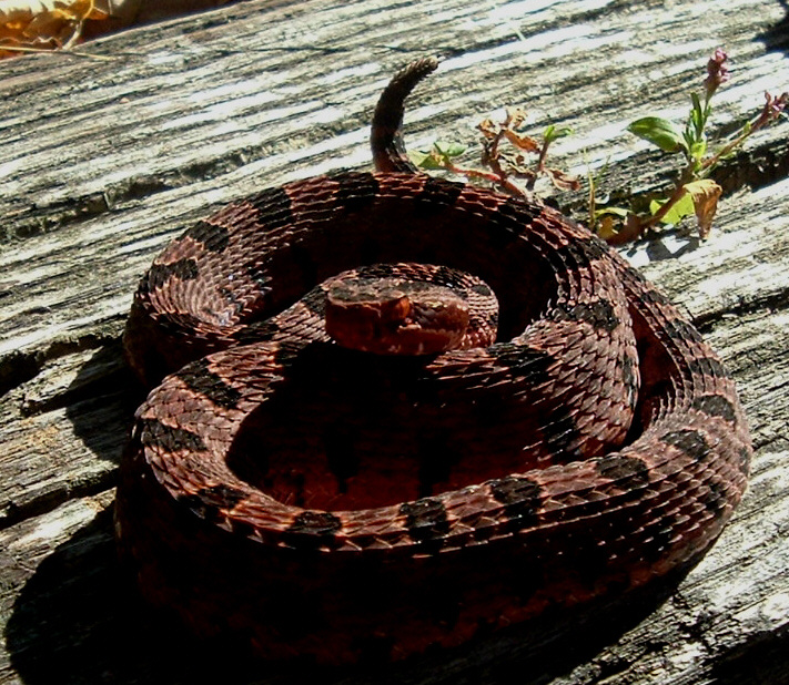 Carolina Pygmy