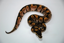Calico 1