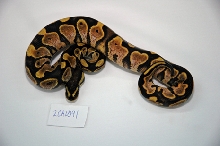 Calico 2