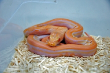 Albino Genetic Stripe Retic