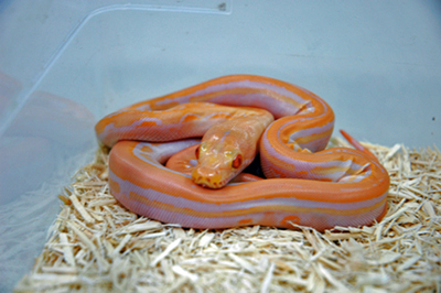 Albino Genetic Stripe Retic