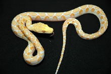 Dwarf Albino 66% ph for Genetic Stripe