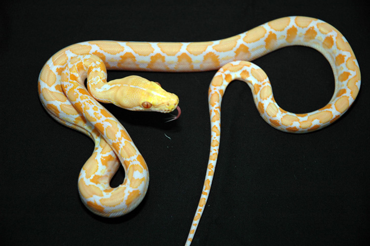 Dwarf Albino 66% ph for Genetic Stripe