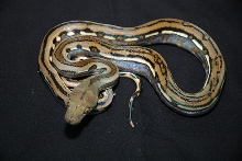 Genetic Stripe 66%ph for dwarf albino