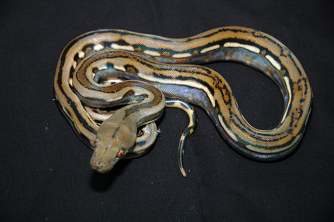 Genetic Stripe 66%ph for dwarf albino