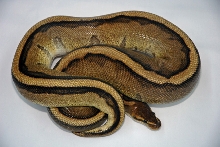 GeneticStripeMale
