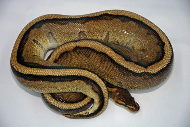 GeneticStripeMale