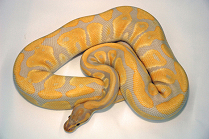 Lavender Albino Male