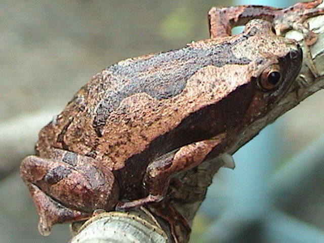 Kaloula sp.