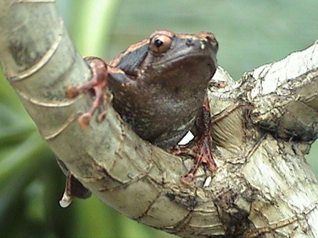 Kaloula sp.