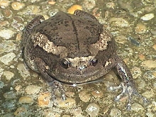 Kaloula pulchra