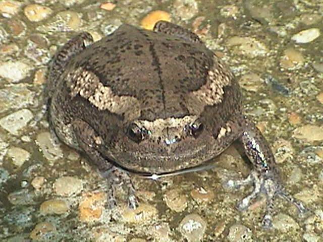 Kaloula pulchra