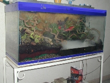 75 gallon tank