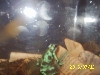 Hawaiian Auratus