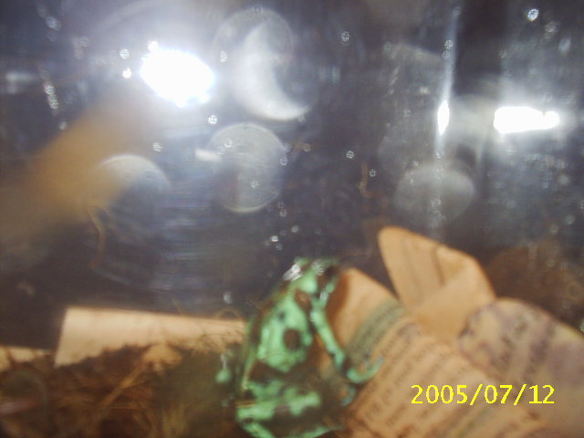 Hawaiian Auratus