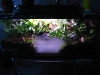 My viv
