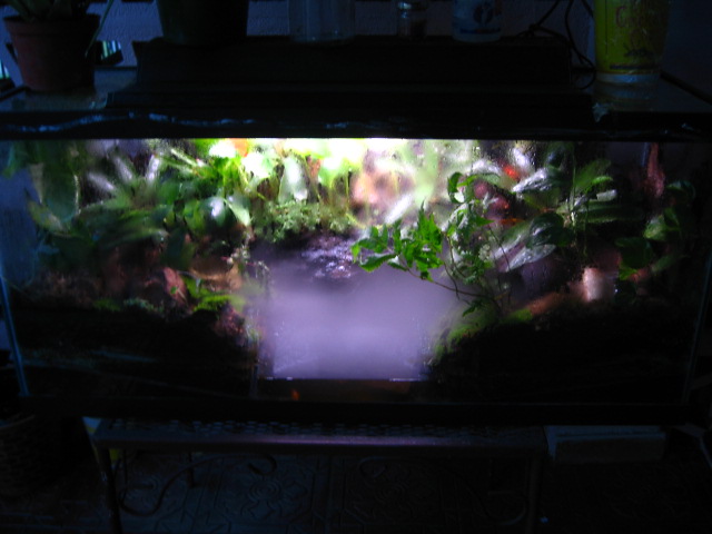 My viv