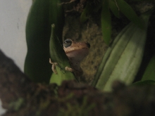 Hypsiboas Pugnax