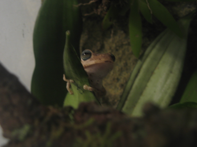 Hypsiboas Pugnax