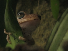 Enrique - Hypsiboas Pugnax