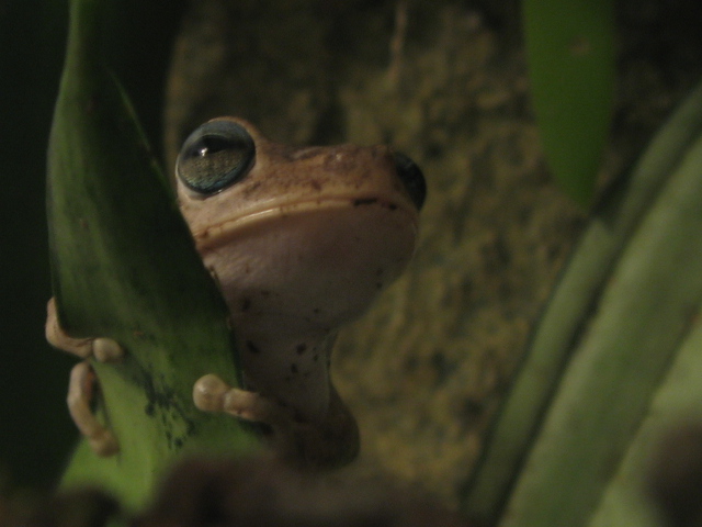 Enrique - Hypsiboas Pugnax