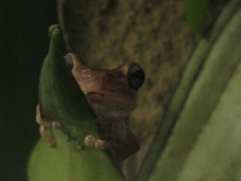 Enrique - Hypsiboas Pugnax/Emerald Eyed Tree Frog