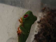 red eyed tree frog