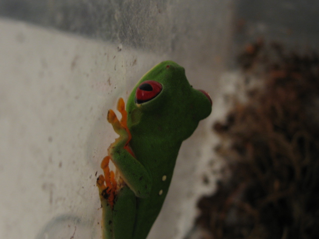 red eyed tree frog