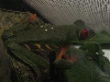 Red eyed tree frog