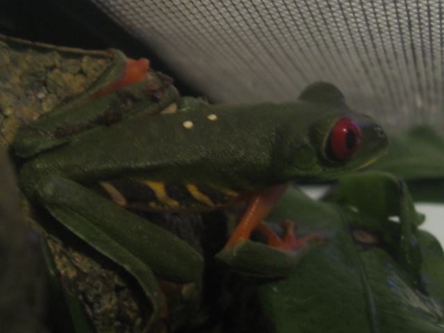 Red eyed tree frog
