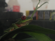 Red eyed tree frog