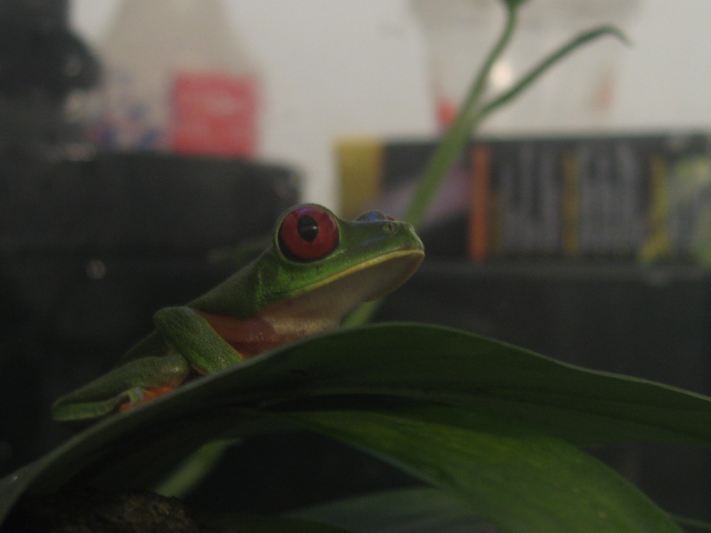 Red eyed tree frog
