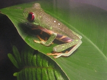 agalichnis callydras