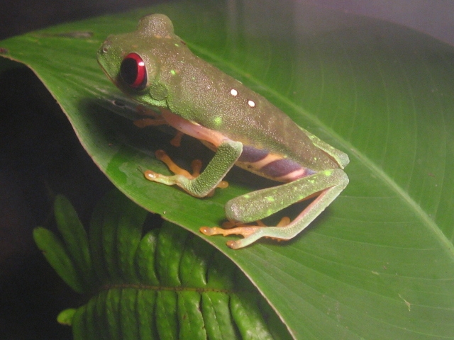 agalichnis callydras