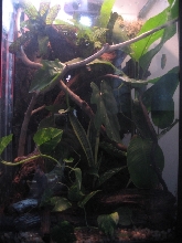 REFTS Viv