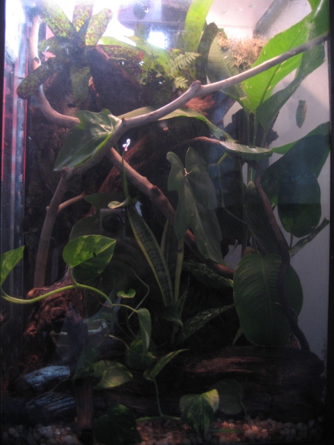 REFTS Viv