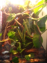 Viviraum REFT