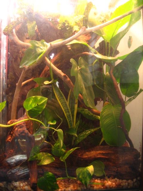 Viviraum REFT