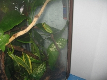 female agalychnis