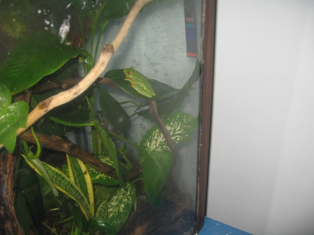 female agalychnis