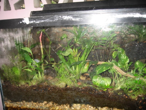 dendrobates auratus viv
