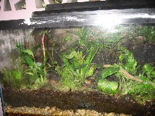 dendrobates auratus viv