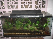 dendrobate viv