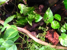 dendrobates inside viv