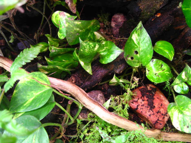 dendrobates inside viv