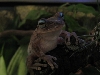 Fat Enrrique