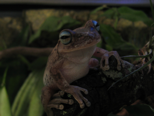 Fat Enrrique