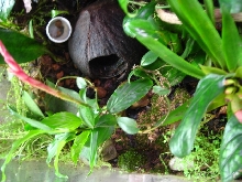 Dendro viv