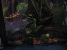 low shot viv refts
