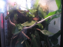 agalychnis viv